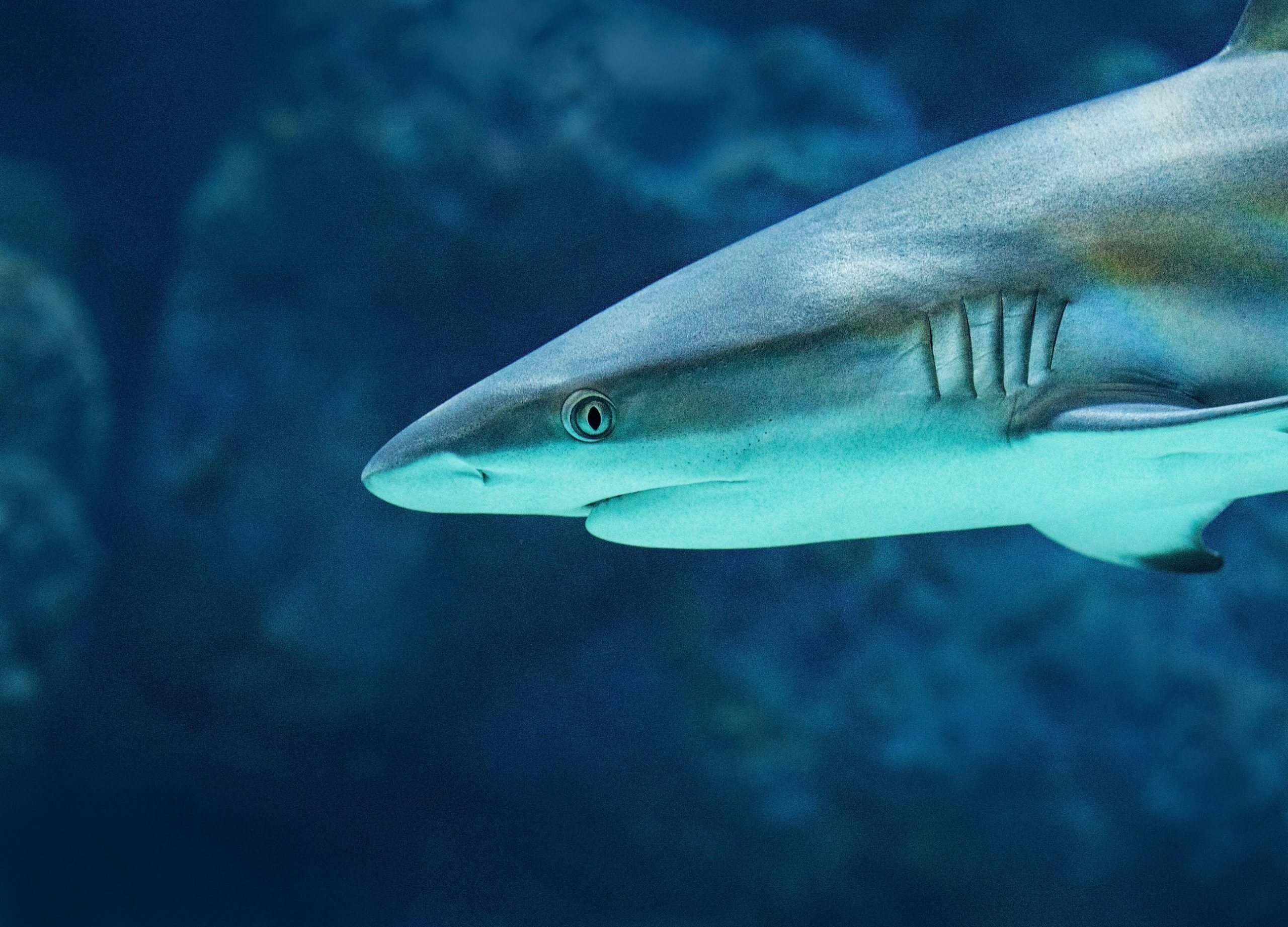 A deep dive into World Ocean Day