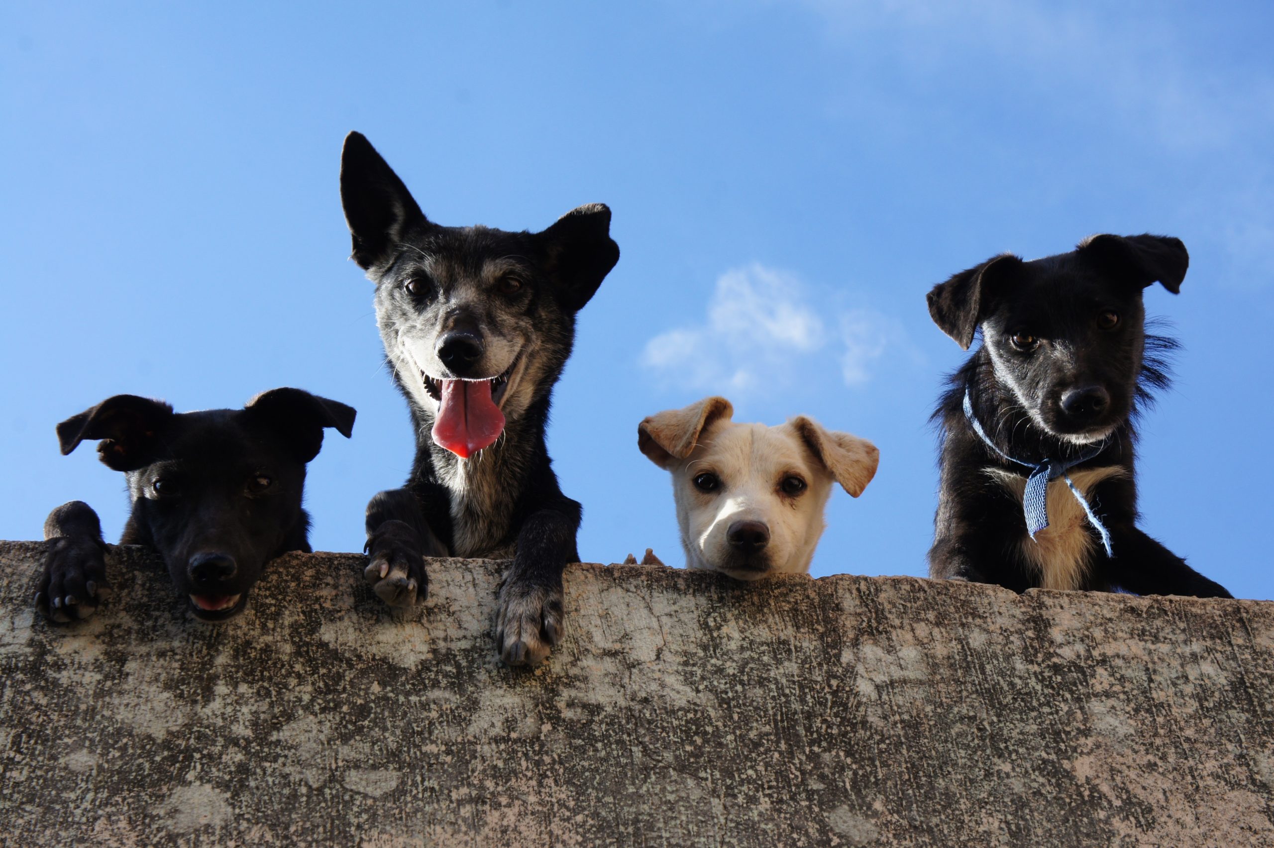 dogs on film festival