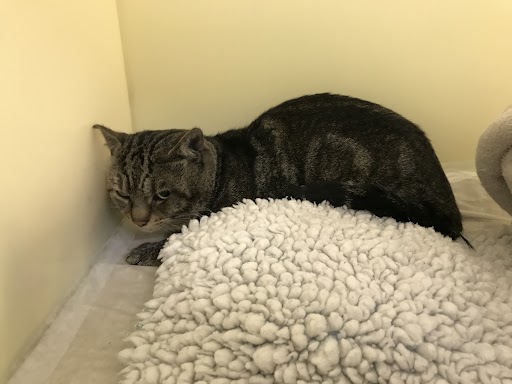 Firefighters Resuscitate ‘Lucky’ Cat After Jarrow House Fire