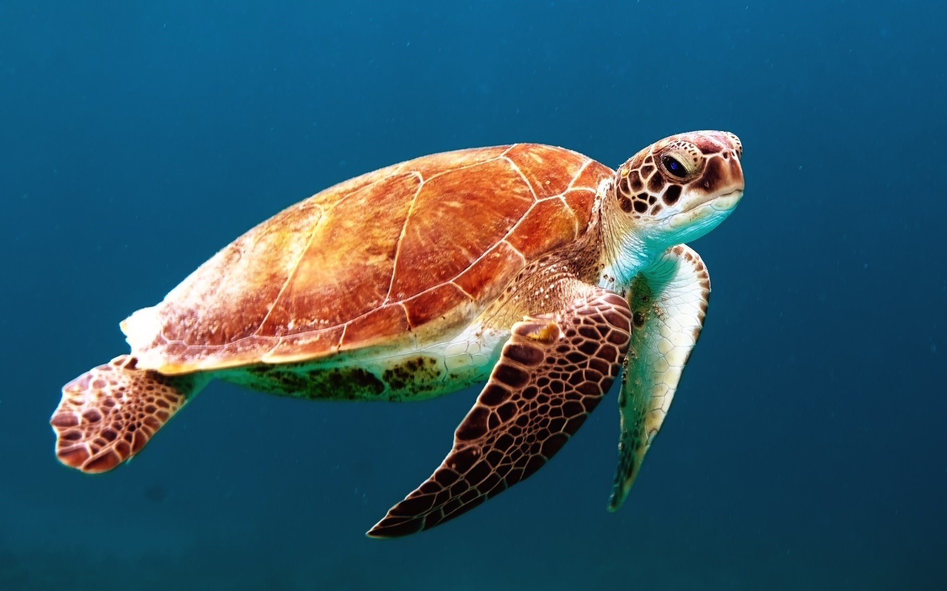 A deep dive into World Ocean Day