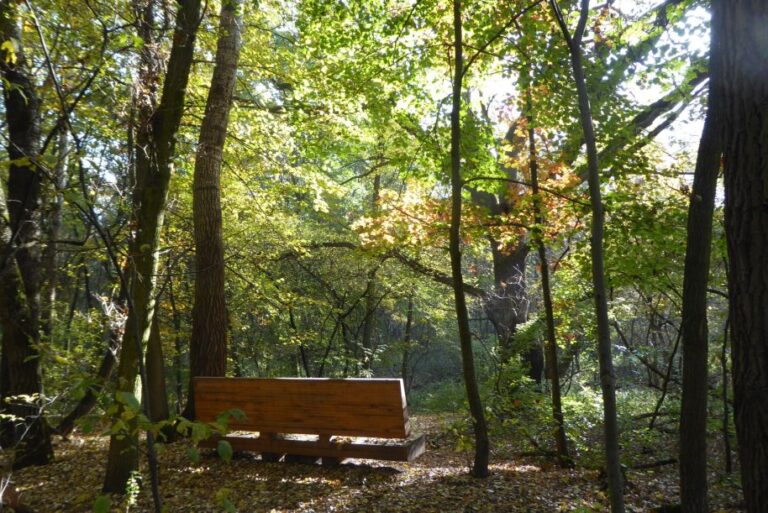 Running Trails in Poznań: Las Dębiński