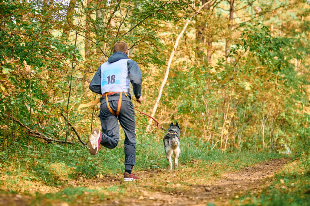 Dogtrekking Wuchta Łap.