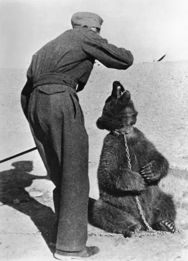 A Polish soldier with Wojtek the bear in Iran, 1941. Wojtek was adopted by Polish troops during World War II and became an integral part of the 22nd Artillery Supply Company.