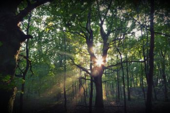 Running Trails in Poznań: Las Dębiński