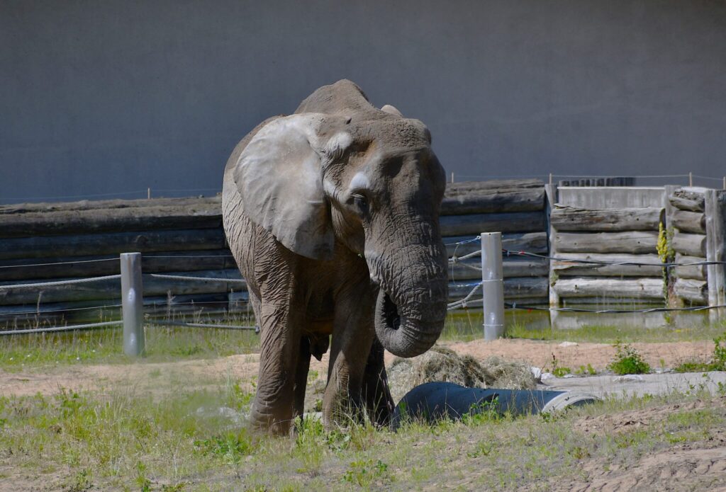 In 2025 Wild Summer Adventures Await at Poznań’s New Zoo