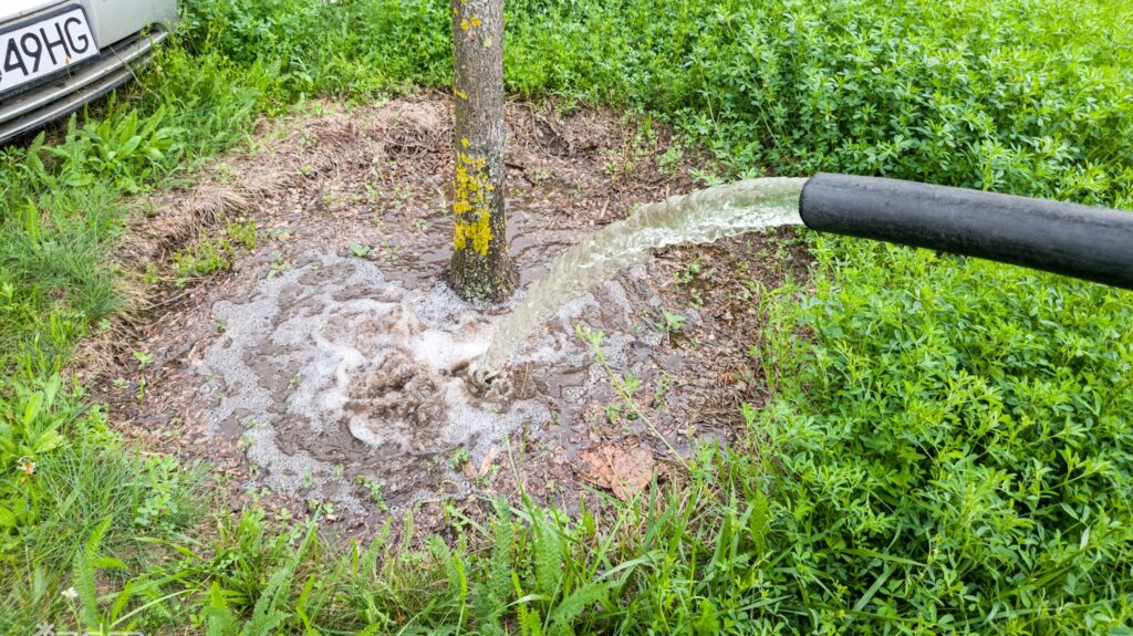 Watering Trees in Rain? Poznań’s Urban Greenery Puzzle Explained