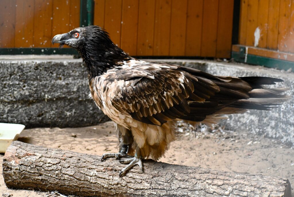 Rei del Causse in Poznań ZOO