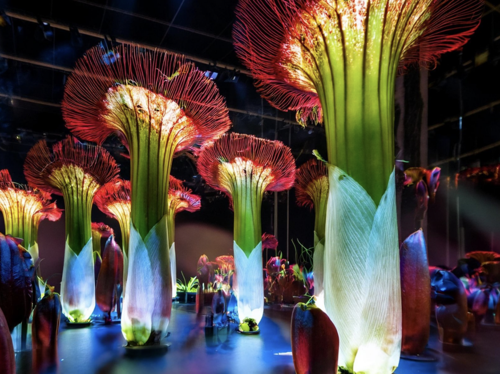 Learn more about the World Flower Show in Poznań
