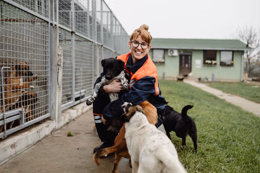 Animal shelter volunteer