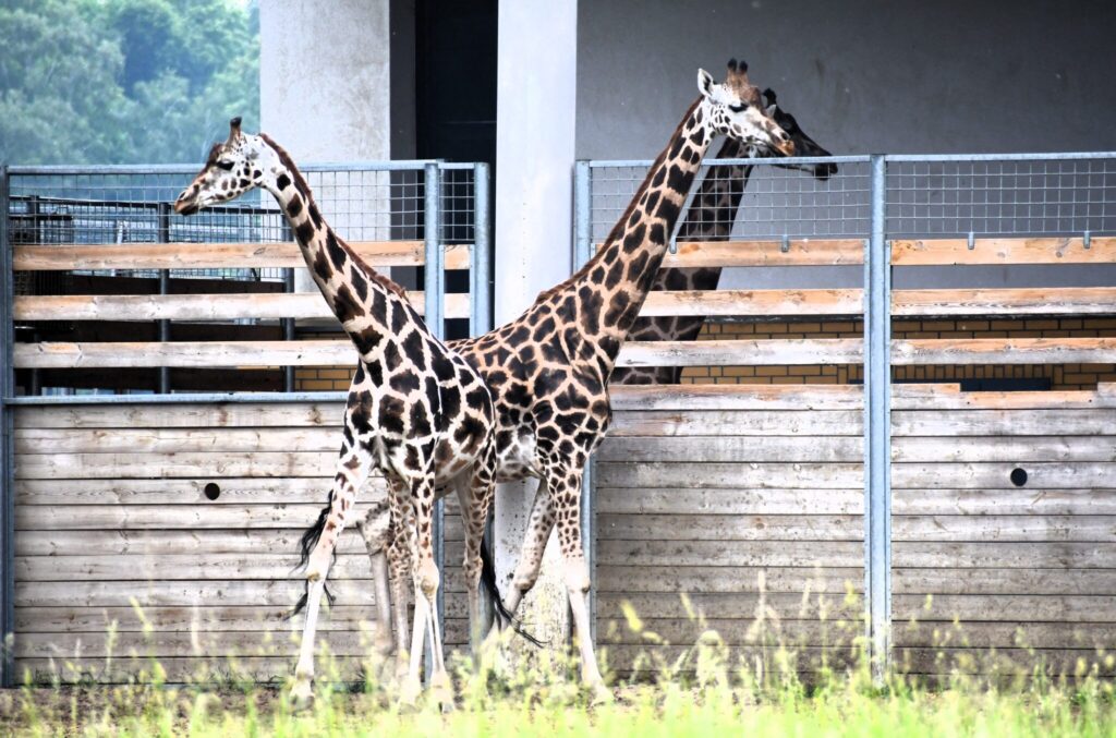 Giraffes at New Zoo in Poznań