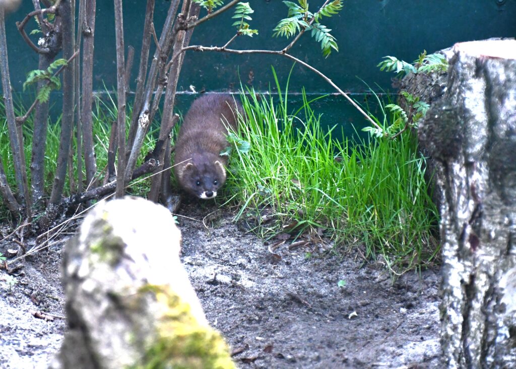 Nowe Zoo Poznań: European minks.