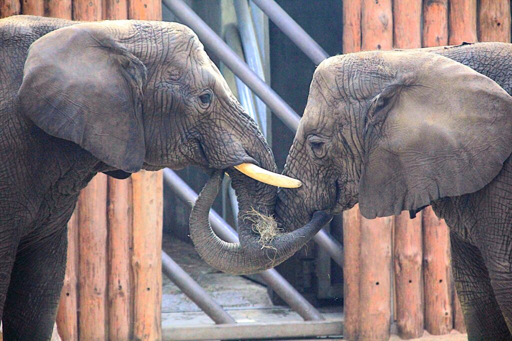 Winter break activities in Poznań: New Zoo.