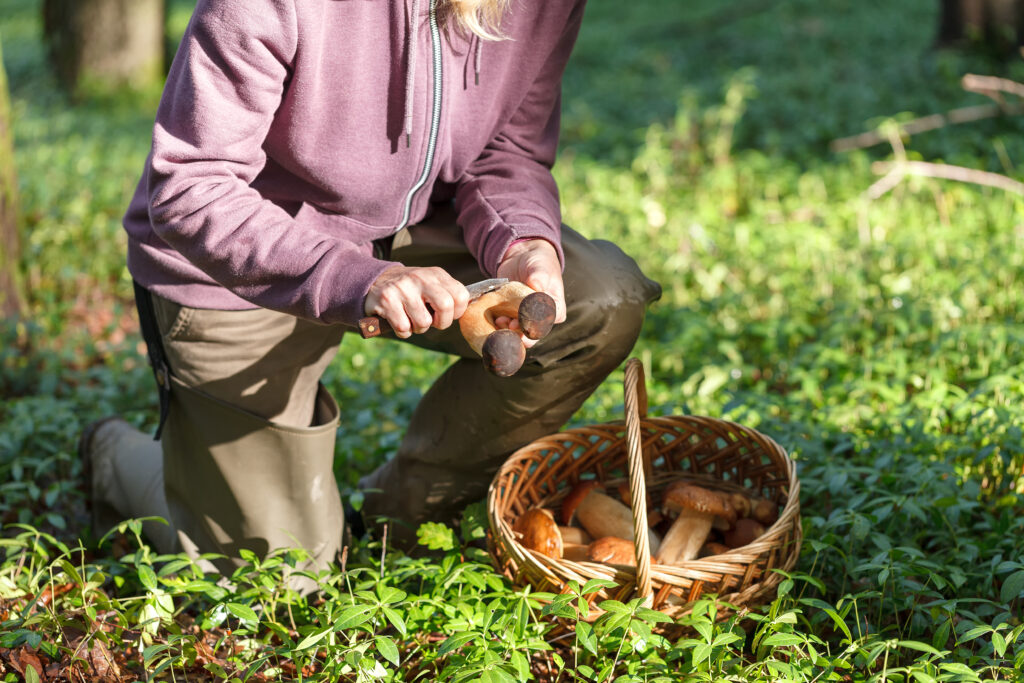 Mushroom Picking 2025: Where to Go in Greater Poland? We’ve Got the Latest Map of the Best Spots!
