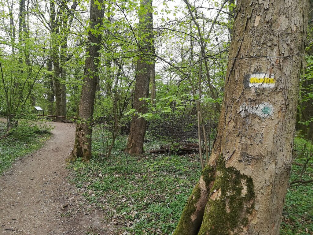 Poznan Morasko Nature Reserve walking trail - credit: MOs810, CC BY-SA 4.0