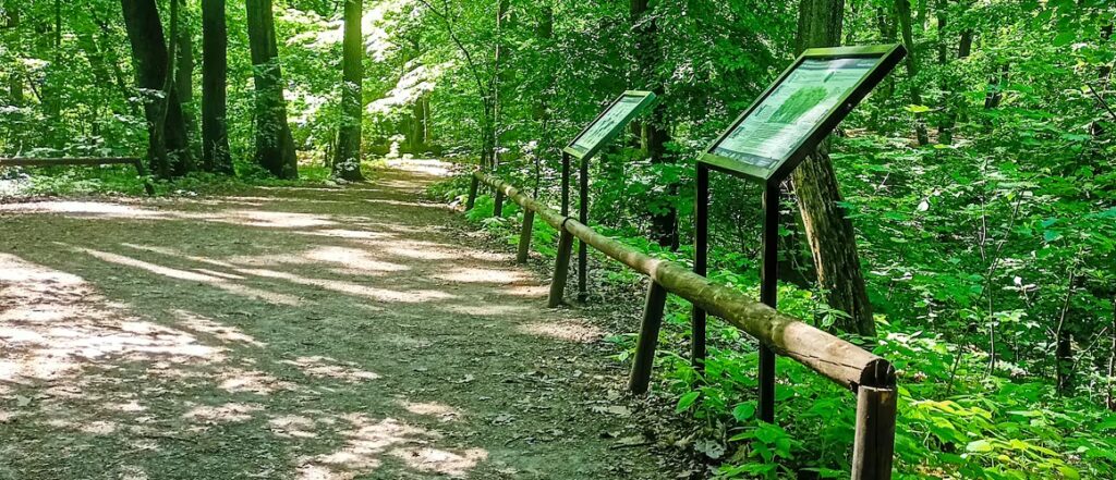 Running Trails in Poznań: Morasko