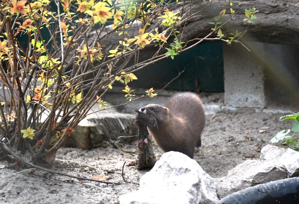 Nowe Zoo Poznań: European minks.