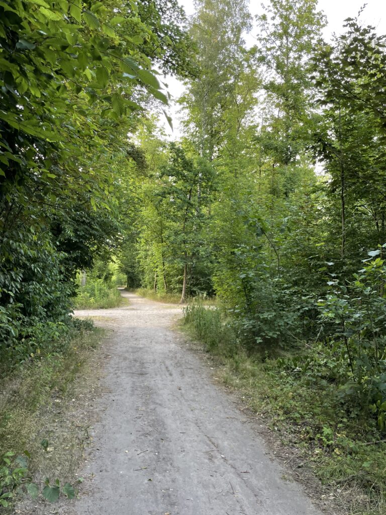 Running Trails in Poznań: Lasek Marceliński