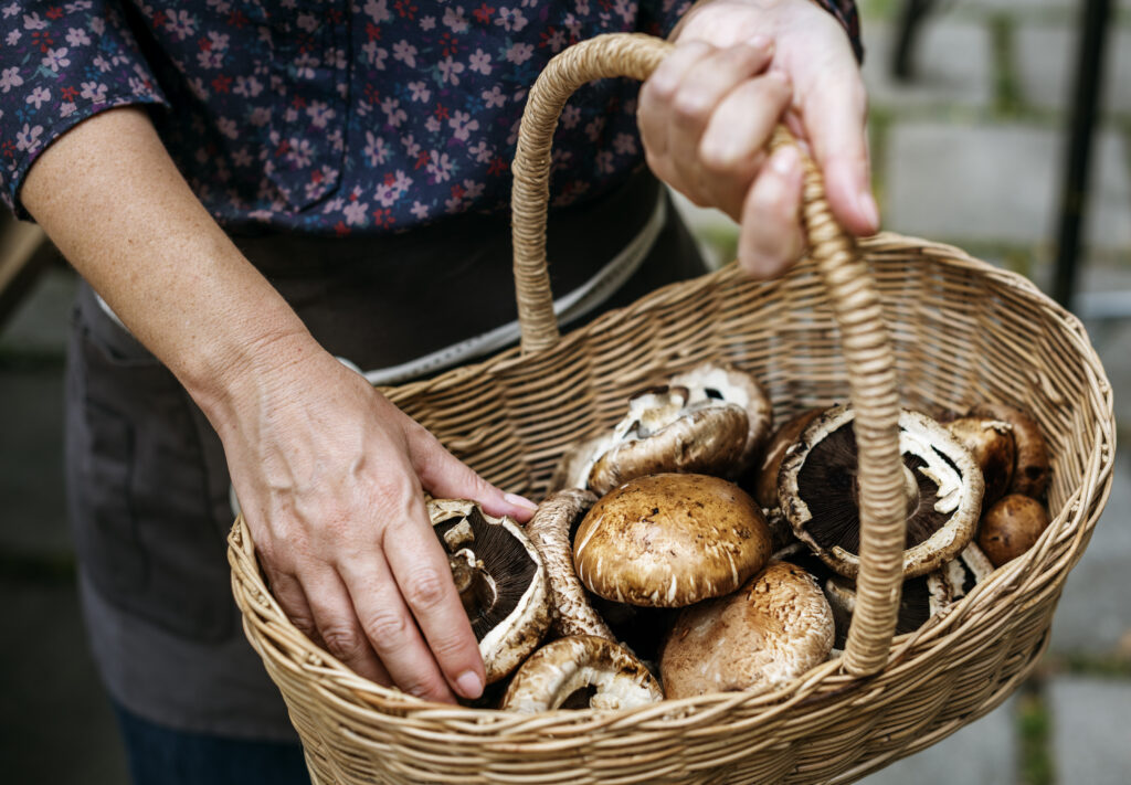 Mushroom Picking 2025: Where to Go in Greater Poland? We’ve Got the Latest Map of the Best Spots!
