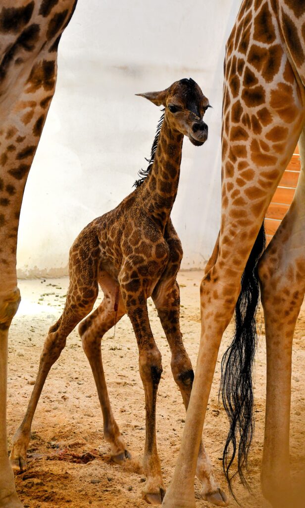 Newborn Baby Giraffe Eva - Nowe Zoo w Poznaniu