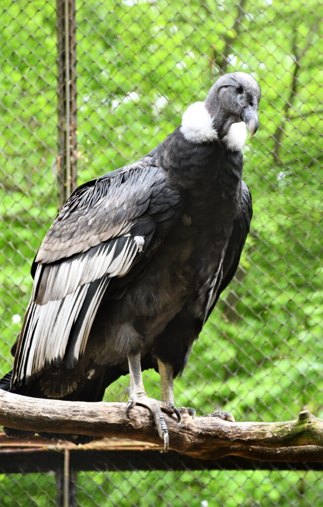 In 2025 Wild Summer Adventures Await at Poznań’s New Zoo