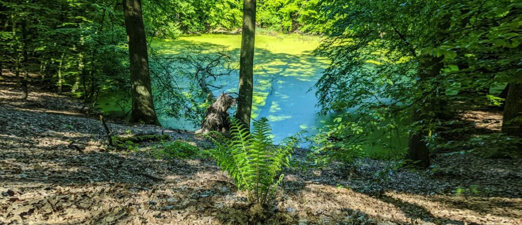 Running Trails in Poznań: Morasko