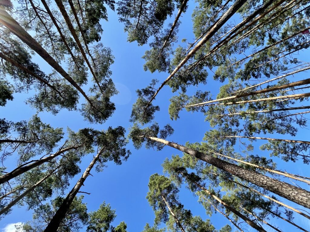 Social Forests