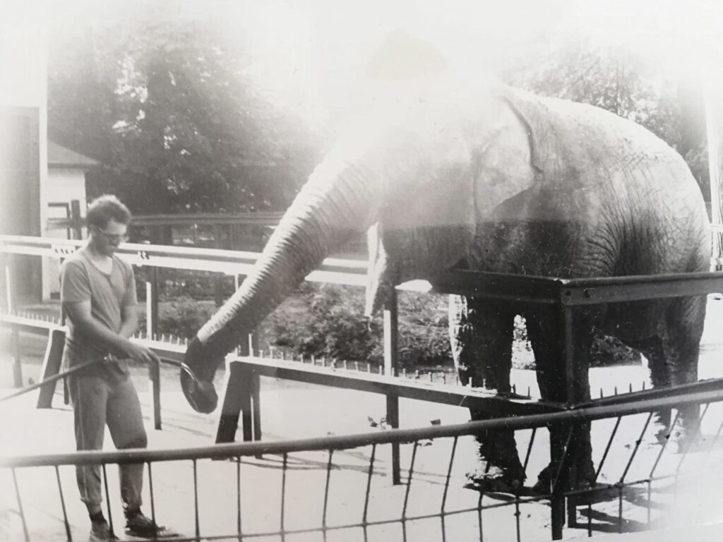 Nowe Zoo Poznań: elephant Kinga.