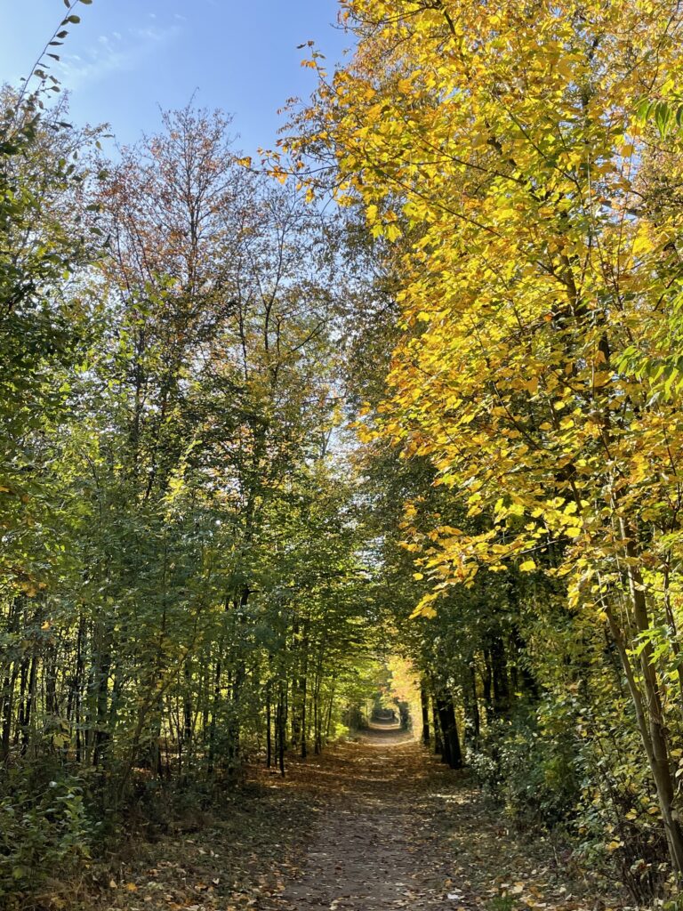 Running Trails in Poznań: Lasek Marceliński