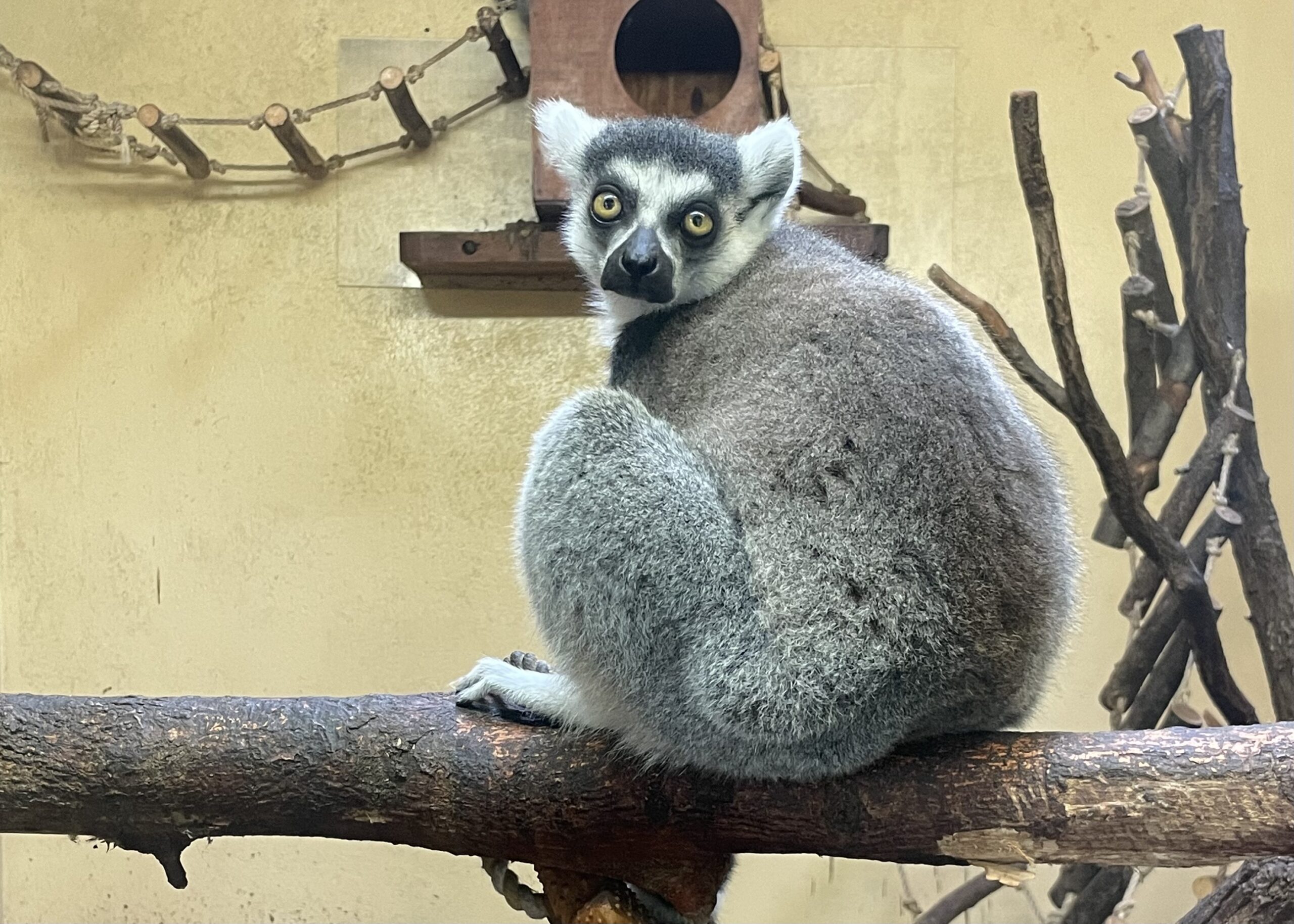 Stare ZOO