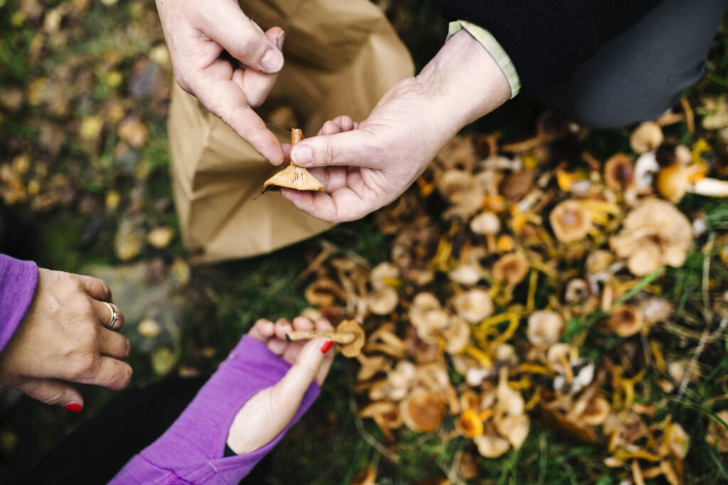 Mushroom Picking 2025: Where to Go in Greater Poland? We’ve Got the Latest Map of the Best Spots!
