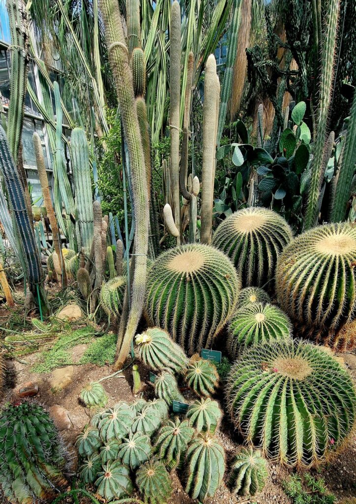 Poznan Palm House Cacti