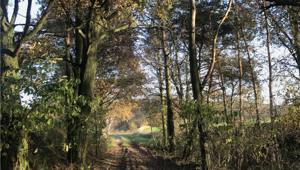 Autumn scenery around Poznań