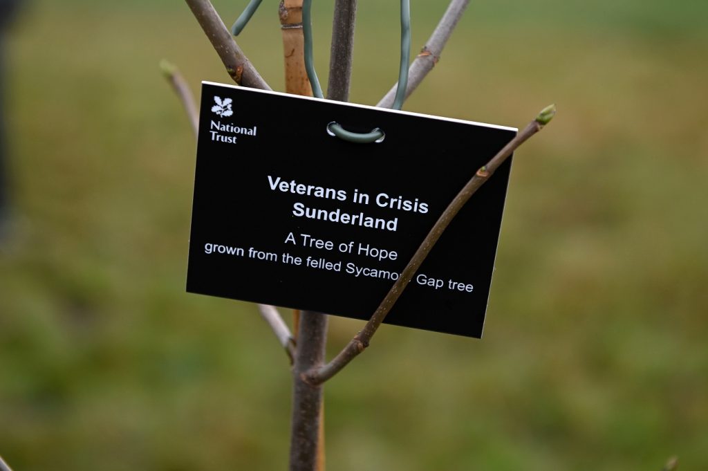 Hope Grows in Sunderland as Sycamore Gap Tree’s Legacy Lives On