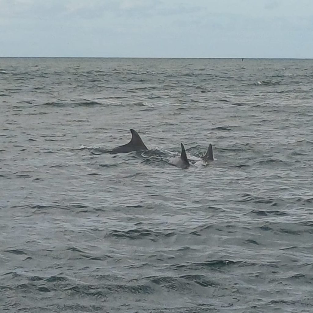 A Climbing Wall, Dolphins, and a Project Quietly Changing Sunderland's High Streets