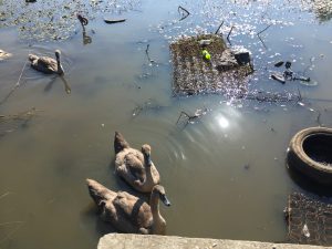 DownhillPond-before2