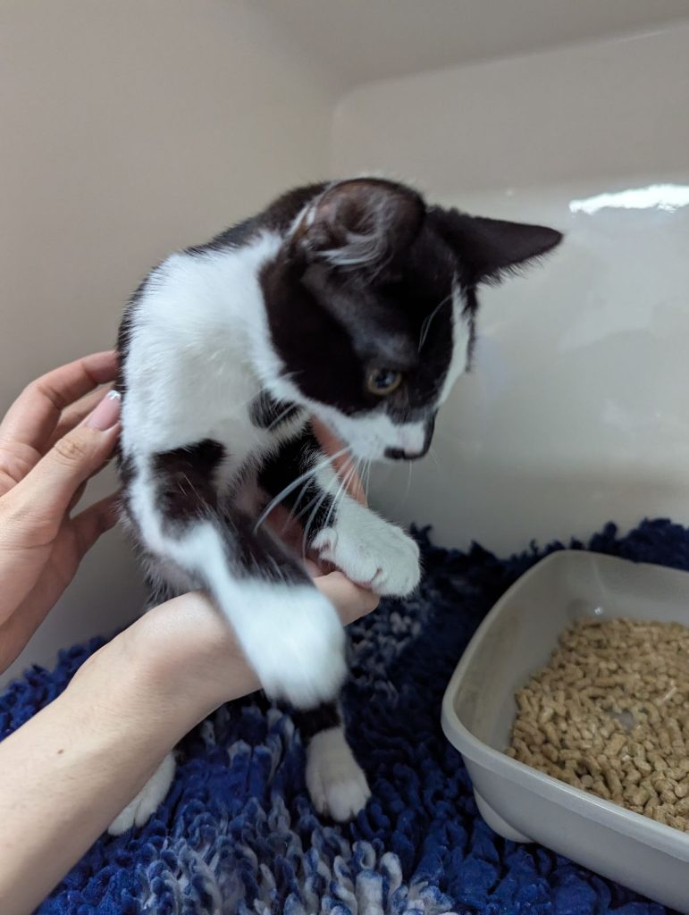 RSPCA Appeals for Information After Kittens Found Abandoned in Wheelie Bin
