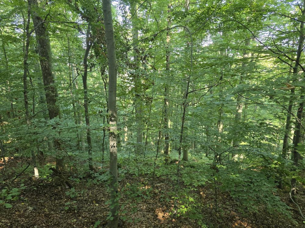 Three New Nature Reserves in Lower Silesia: Where to Go, What to See, How to Visit