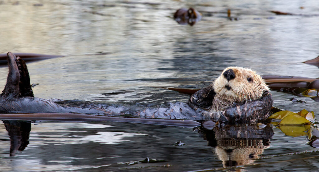 Wildlife in the Odra River: Discover the Vibrant Nature of Wrocław