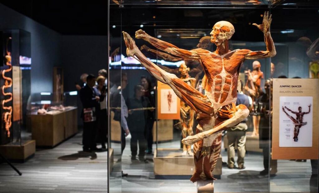 BODY WORLDS & The Cycle of Life WROCŁAW