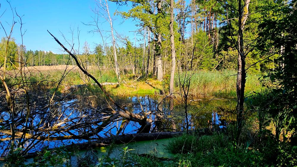 Three New Nature Reserves in Lower Silesia: Where to Go, What to See, How to Visit