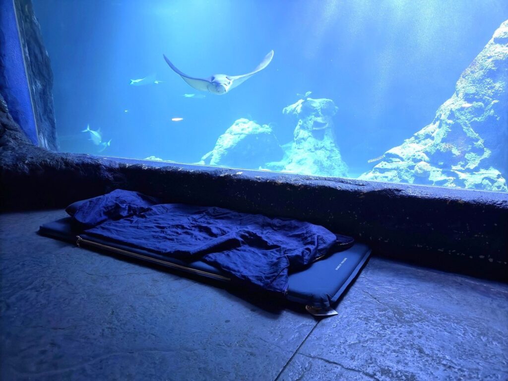 Nocowanie w Afrykarium: Spend the Night Surrounded by Sharks and Rays in Wrocław!