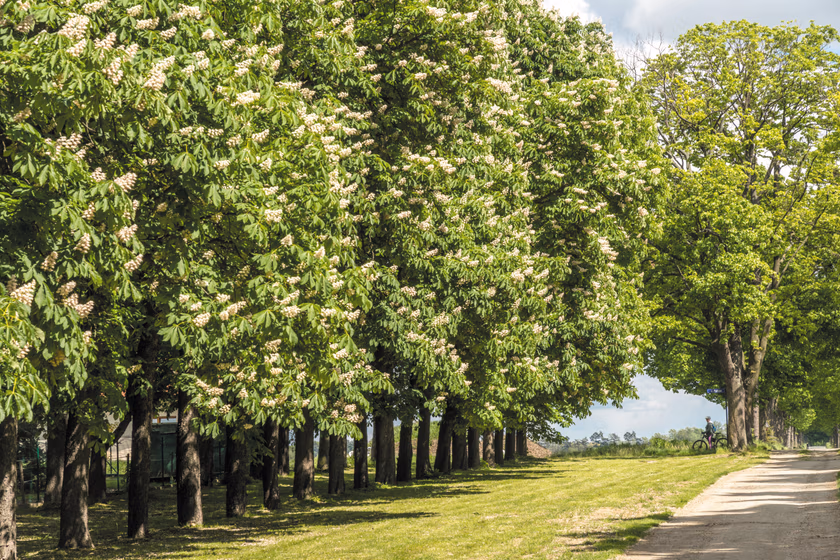Walking Trails in Wrocław: 3 Scenic Routes to Fall in Love with the City