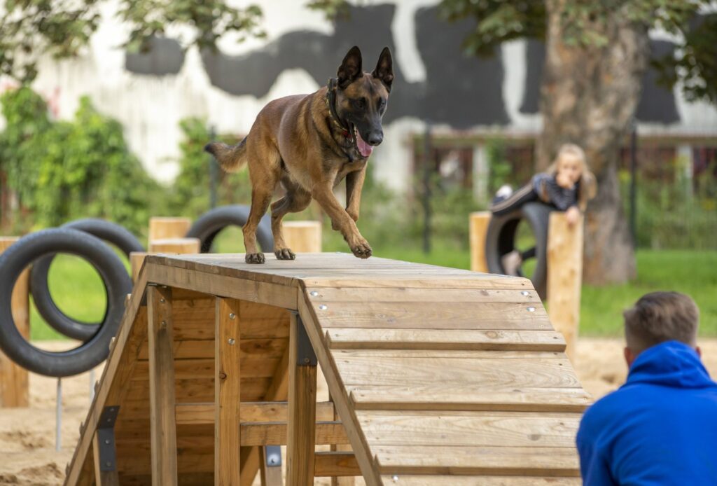 Dog Walking in Wrocław: The Best Routes, Parks, and Playgrounds for You and Your Pup