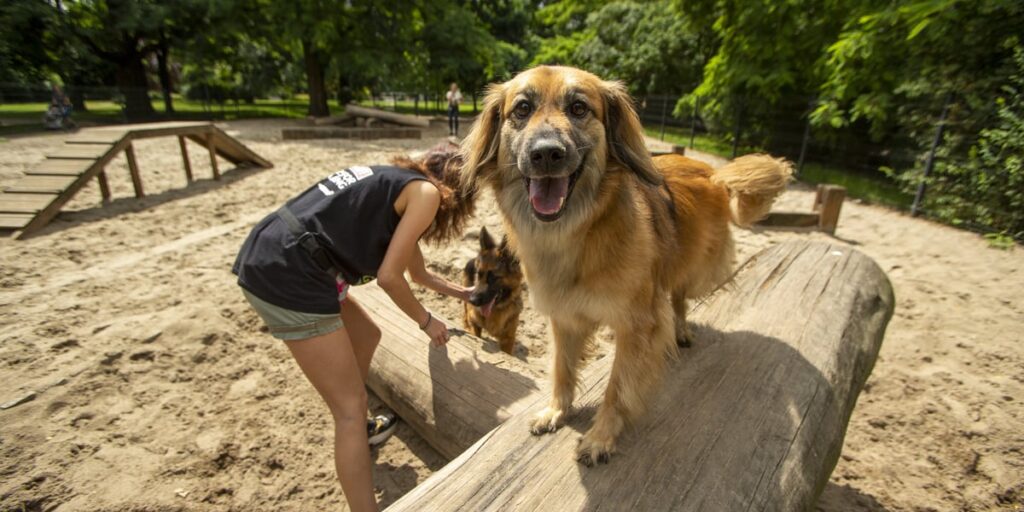Dog Walking in Wrocław: The Best Routes, Parks, and Playgrounds for You and Your Pup