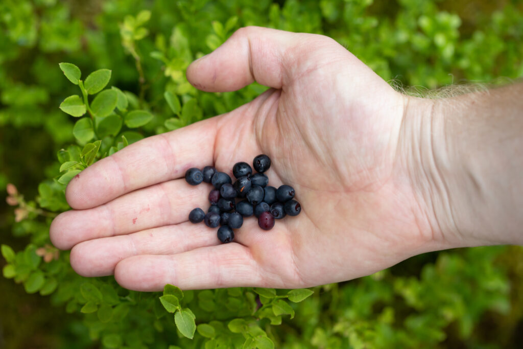 Where to Find the Best Blueberry Buns (Jagodzianki) in Wrocław This Summer?